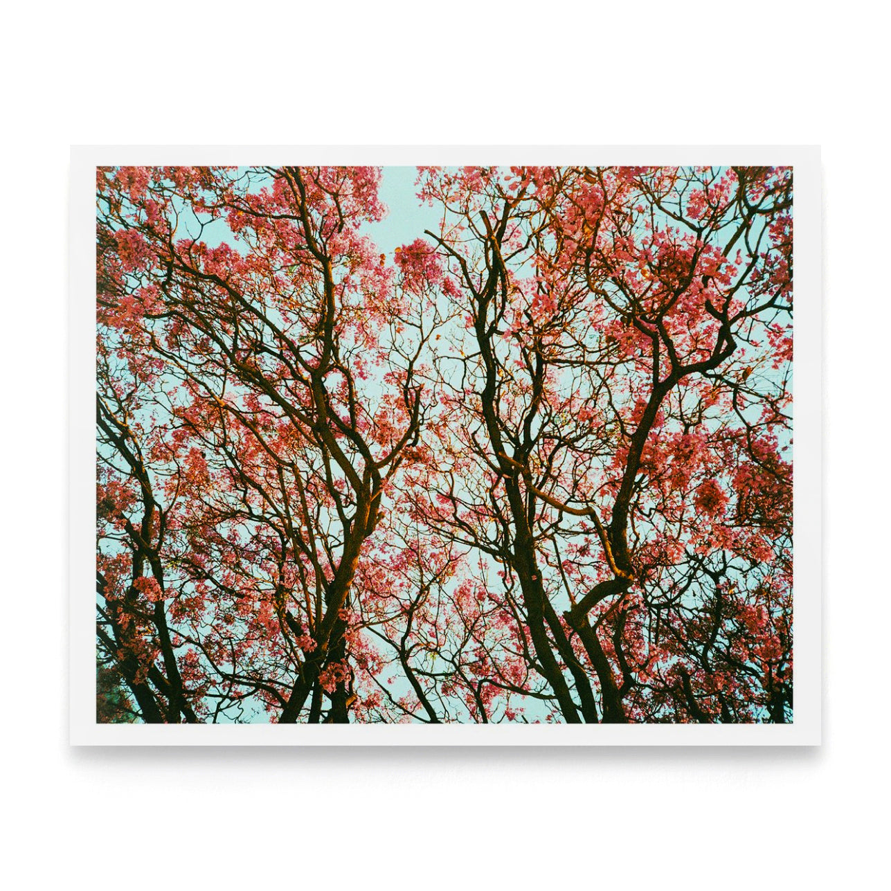 Blossoms. Mexico City 2023