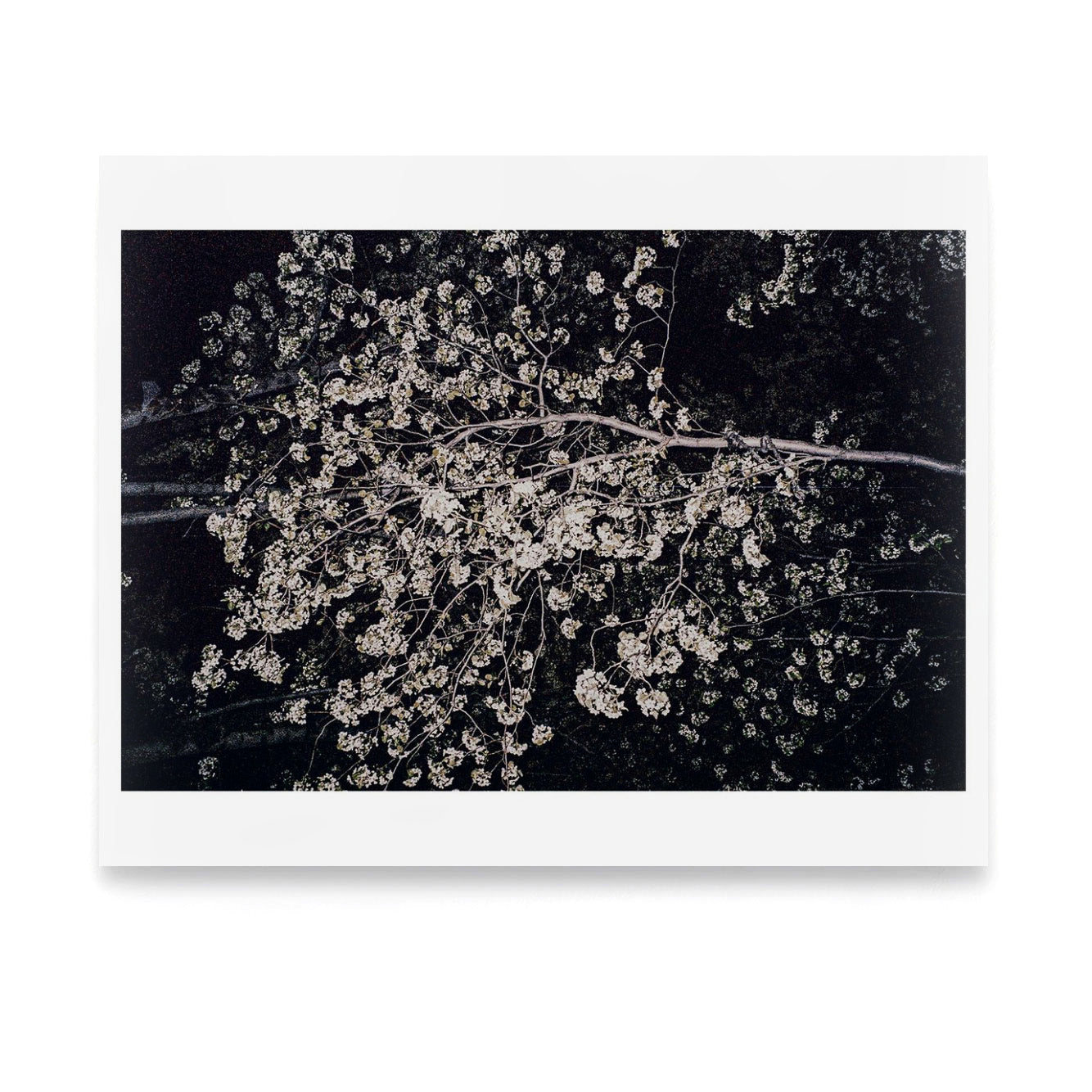 Cherry Blossoms NYC 2011