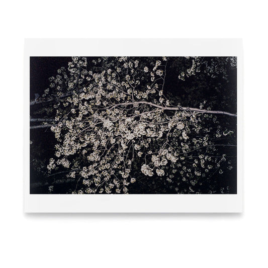 Cherry Blossoms NYC 2011